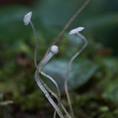 Hemimycena sp. at Box Cutting Rainforest Walk - 8 Jun 2019 by Teresa