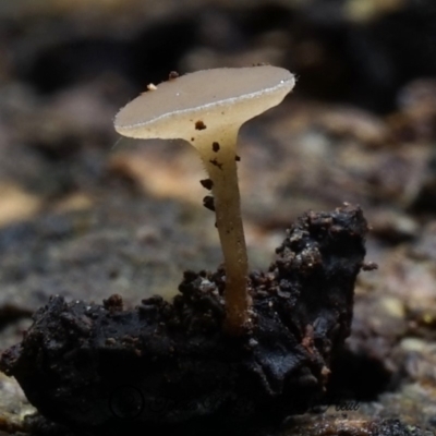 zz – ascomycetes - apothecial (Cup fungus) at Kianga, NSW - 7 Jun 2019 by Teresa