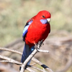 Platycercus elegans at Hackett, ACT - 9 Jun 2019