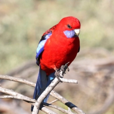 Platycercus elegans (Crimson Rosella) at Hackett, ACT - 8 Jun 2019 by jbromilow50