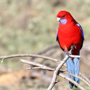 Platycercus elegans at Hackett, ACT - 9 Jun 2019