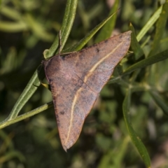 Oenochroma vinaria (Pink-bellied Moth, Hakea Wine Moth) at Higgins, ACT - 3 Jun 2019 by AlisonMilton