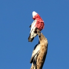 Eolophus roseicapilla (Galah) at Ainslie, ACT - 1 Jun 2019 by jbromilow50