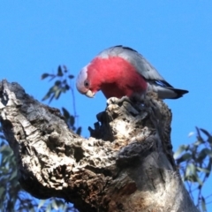 Eolophus roseicapilla at Ainslie, ACT - 2 Jun 2019 08:19 AM