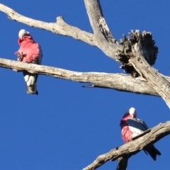 Eolophus roseicapilla at Ainslie, ACT - 2 Jun 2019 08:19 AM