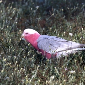 Eolophus roseicapilla at Hackett, ACT - 9 Jun 2019 09:24 AM