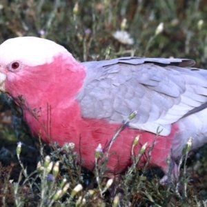 Eolophus roseicapilla at Hackett, ACT - 9 Jun 2019 09:24 AM