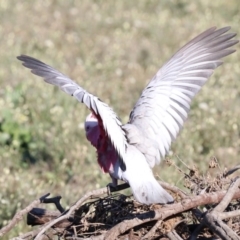 Eolophus roseicapilla at Hackett, ACT - 9 Jun 2019 09:24 AM