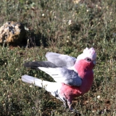 Eolophus roseicapilla at Hackett, ACT - 9 Jun 2019