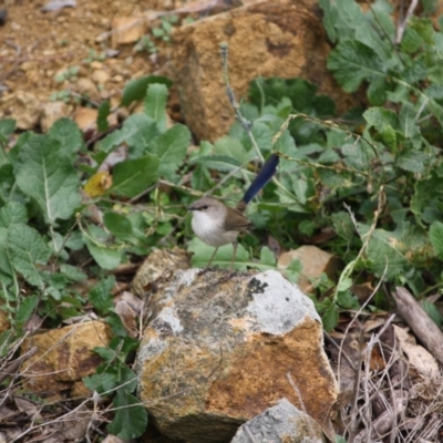 Malurus cyaneus (Superb Fairywren) at Deakin, ACT - 10 Jun 2019 by LisaH