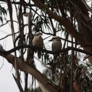 Dacelo novaeguineae at Deakin, ACT - 8 Jun 2019