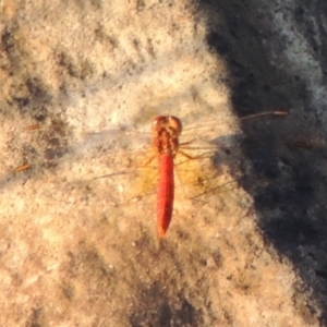 Diplacodes haematodes at Tuggeranong DC, ACT - 27 Mar 2019