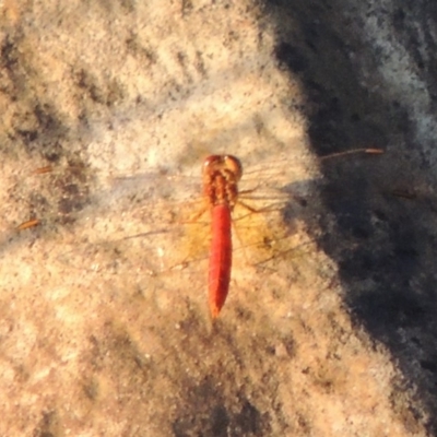 Diplacodes haematodes (Scarlet Percher) at Tuggeranong DC, ACT - 27 Mar 2019 by michaelb