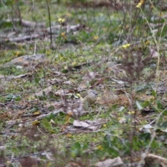 Acanthiza chrysorrhoa (Yellow-rumped Thornbill) at Deakin, ACT - 8 Jun 2019 by LisaH