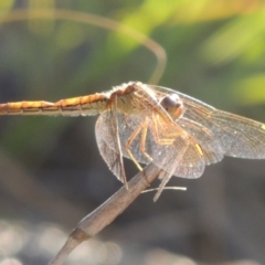 Diplacodes haematodes (Scarlet Percher) at Tuggeranong DC, ACT - 27 Mar 2019 by michaelb