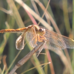 Diplacodes haematodes at Tuggeranong DC, ACT - 27 Mar 2019 06:59 PM