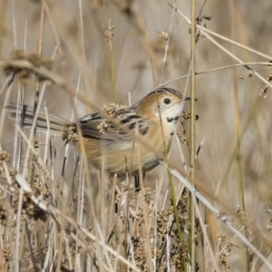 Cisticola exilis at Michelago, NSW - 31 May 2019 11:42 AM