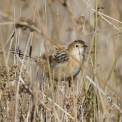 Cisticola exilis at Michelago, NSW - 31 May 2019 11:42 AM