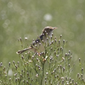 Cisticola exilis at Michelago, NSW - 25 Feb 2019