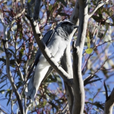 Coracina novaehollandiae (Black-faced Cuckooshrike) at Michelago, NSW - 24 Dec 2018 by Illilanga