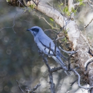 Coracina novaehollandiae at Michelago, NSW - 2 Nov 2014