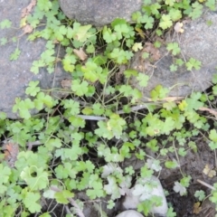 Hydrocotyle tripartita (Pennywort) at Point Hut to Tharwa - 27 Mar 2019 by MichaelBedingfield