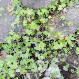 Hydrocotyle tripartita at Tuggeranong DC, ACT - 27 Mar 2019