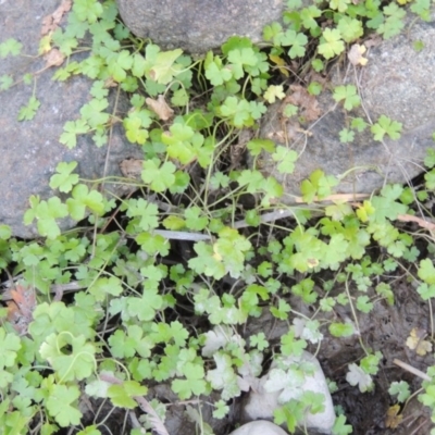 Hydrocotyle tripartita (Pennywort) at Point Hut to Tharwa - 27 Mar 2019 by MichaelBedingfield