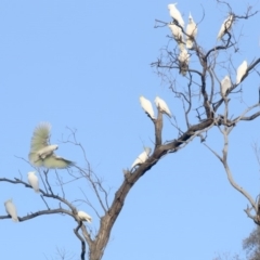 Cacatua galerita (Sulphur-crested Cockatoo) at Hackett, ACT - 8 Jun 2019 by jbromilow50