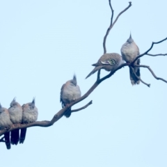 Ocyphaps lophotes (Crested Pigeon) at Ainslie, ACT - 9 Jun 2019 by jb2602