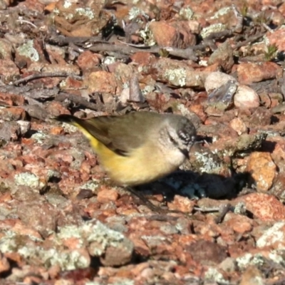 Acanthiza chrysorrhoa (Yellow-rumped Thornbill) at Hackett, ACT - 9 Jun 2019 by jb2602