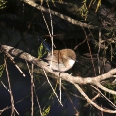 Malurus cyaneus (Superb Fairywren) at Majura, ACT - 9 Jun 2019 by jb2602