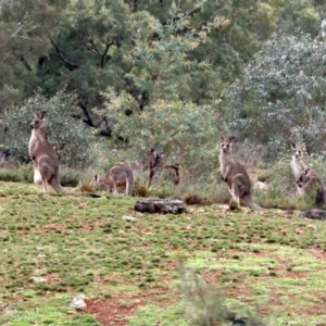 Macropus giganteus at Hackett, ACT - 10 Jun 2019 10:48 AM