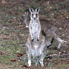 Macropus giganteus at Hackett, ACT - 10 Jun 2019 10:48 AM