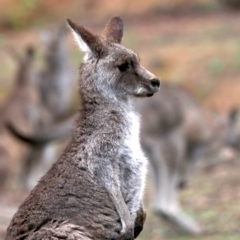 Macropus giganteus at Hackett, ACT - 10 Jun 2019 10:48 AM