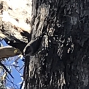 Daphoenositta chrysoptera at Campbell, ACT - 11 Jun 2019