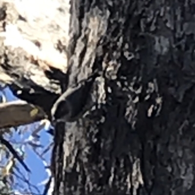 Daphoenositta chrysoptera (Varied Sittella) at Campbell, ACT - 11 Jun 2019 by leith7