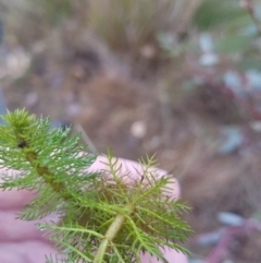 Myriophyllum sp. (Water-milfoil) at Amaroo, ACT - 11 Jun 2019 by MichaelMulvaney