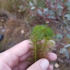 Myriophyllum sp. at Amaroo, ACT - 11 Jun 2019 09:30 AM