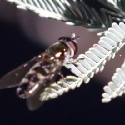 Melangyna sp. (genus) (Hover Fly) at Mount Ainslie - 11 Jun 2019 by jb2602