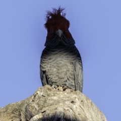 Callocephalon fimbriatum (Gang-gang Cockatoo) at GG229 - 31 May 2019 by BIrdsinCanberra