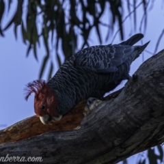 Callocephalon fimbriatum (Gang-gang Cockatoo) at Hughes, ACT - 31 May 2019 by BIrdsinCanberra