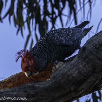 Callocephalon fimbriatum (Gang-gang Cockatoo) at Hughes, ACT - 31 May 2019 by BIrdsinCanberra