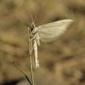 Philobota (genus) at Deakin, ACT - 1 Jun 2019 08:20 AM