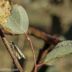 Philobota (genus) at Deakin, ACT - 1 Jun 2019 08:20 AM