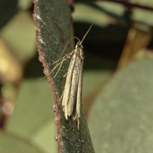 Philobota (genus) at Deakin, ACT - 1 Jun 2019 08:20 AM