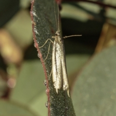 Philobota (genus) at Deakin, ACT - 1 Jun 2019 08:20 AM