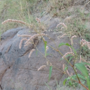 Persicaria lapathifolia at Tuggeranong DC, ACT - 27 Mar 2019