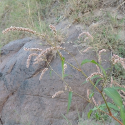 Persicaria lapathifolia (Pale Knotweed) at Point Hut to Tharwa - 27 Mar 2019 by MichaelBedingfield