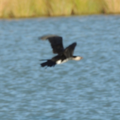 Microcarbo melanoleucos (Little Pied Cormorant) at Paddys River, ACT - 27 Mar 2019 by MichaelBedingfield